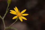 Zigzag silkgrass